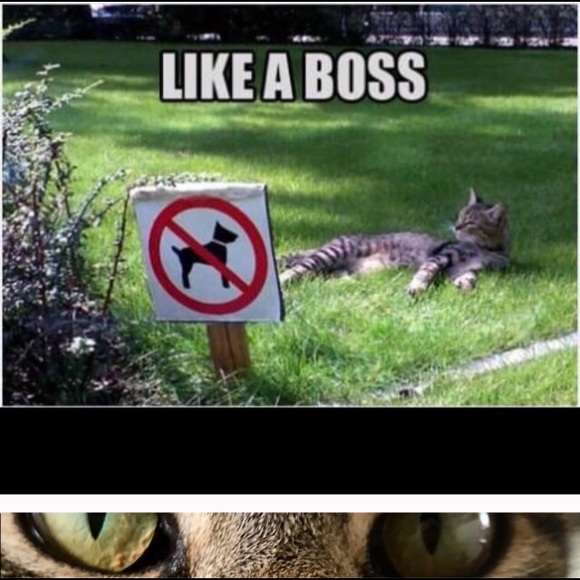 GORGEOUS MINT GREEN PEEP TOE SLING BACK HIGH HEEL SHOE PUMP FABULOUS FUN - Picture 10 of 11